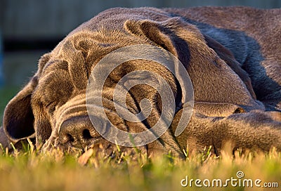 Sleeping big dog mastiff on green grass Stock Photo