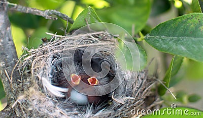 The sleeping bird call for a mother in a nest on a lemon tree selective focus The newly born bird crying out for hunger with green Stock Photo