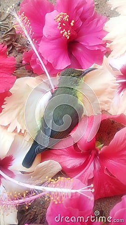 Sleeping Bird in the Flowers Bed Stock Photo