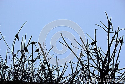 Sleeping bird silhouettes background Stock Photo