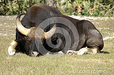 Sleeping Bull with Horns Stock Photo