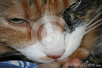 Sleeping calico cat female close up on face cute feline dark Stock Photo