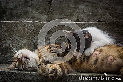 Sleeping calico cat mother is feeding her kitten Stock Photo