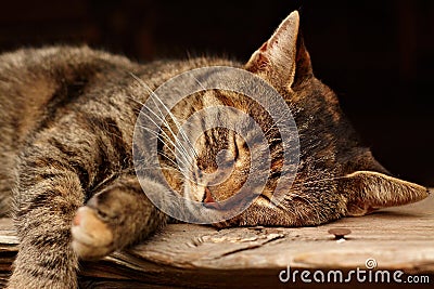 Sleeping cat Stock Photo