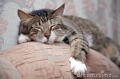 Sleeping cat Stock Photo