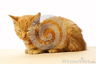 Sleeping cat Stock Photo