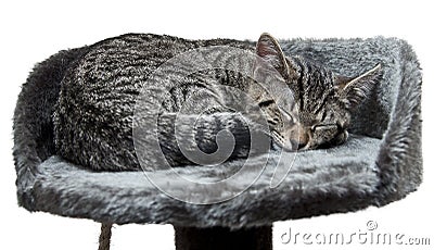 Sleeping cat Stock Photo