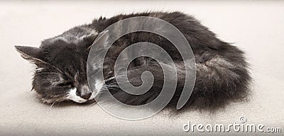 Sleeping cat Stock Photo