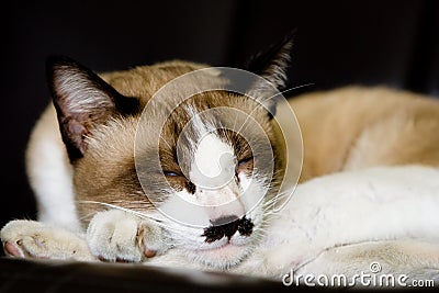 Sleeping cat Stock Photo