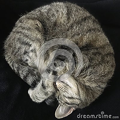Sleeping cat at black background Stock Photo