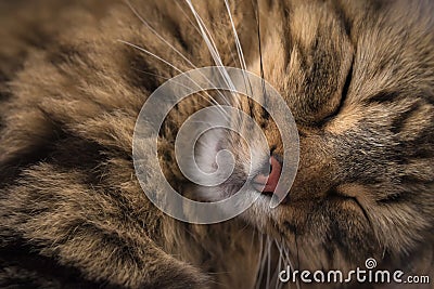 SLEEPING CAT Stock Photo