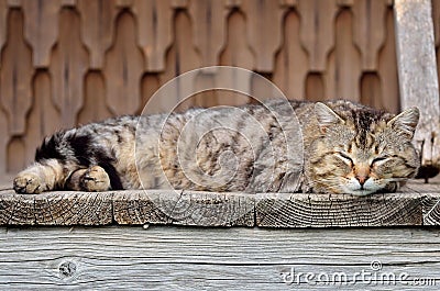 Domestic cat Stock Photo