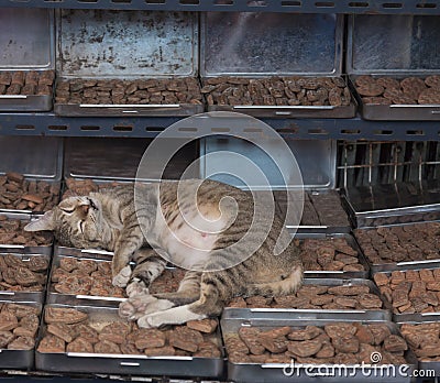 Sleeping cat Stock Photo