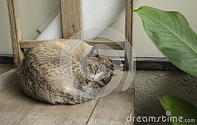 Sleeping cat Stock Photo