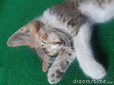 Sleeping cat on the green carpet. She is so enjoy her kidnap. Looking for good place. Stock Photo