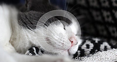 Sleeping cat Stock Photo