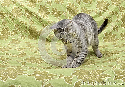 Sleeping cat in natural home background, lazy cat face close up, small sleepy lazy cat, domestic animal, cat on siesta time,restin Stock Photo