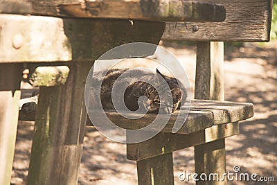 Sleeping cat on old wooden bench Stock Photo