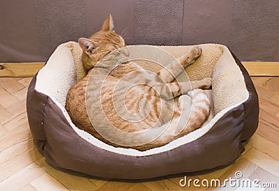 Sleeping cat Stock Photo