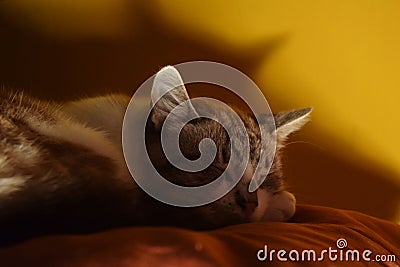 Sleeping cat on the orange pillow Stock Photo