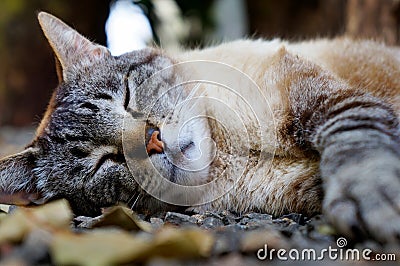 Sleeping cat Stock Photo