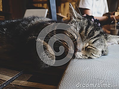 sleeping cat Stock Photo