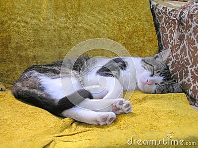 Sleeping cat Stock Photo