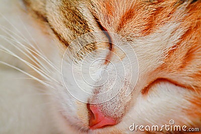 A sleeping cat Stock Photo