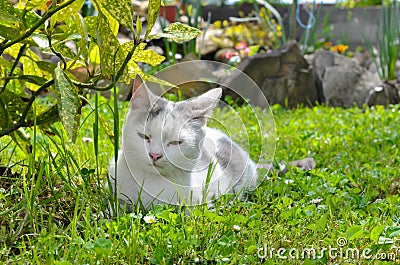 Sleeping cat Stock Photo