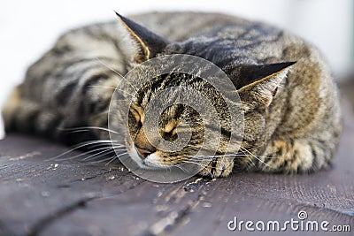 Sleeping cat on a wooden bench Stock Photo