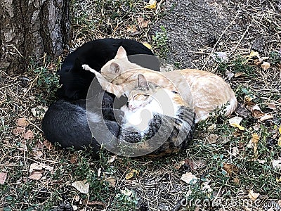 Sleeping cats on the ground Stock Photo