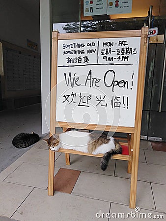 Sleeping cats and signboard Stock Photo