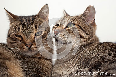 Sleeping cats Stock Photo