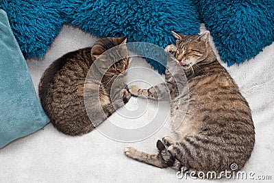 Sleeping cats Stock Photo