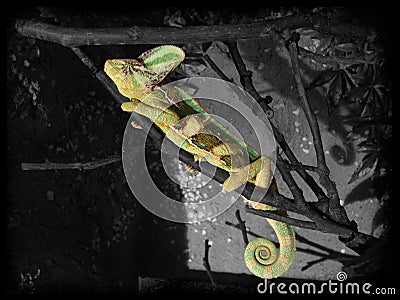 Sleeping chameleon in the dark Editorial Stock Photo