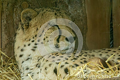 a sleeping Cheetah (Acinonyx jubatus) Stock Photo