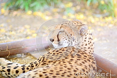 Sleeping cheetah laying on the ground Stock Photo