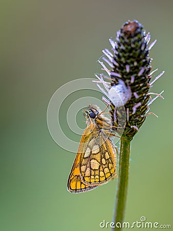 Sleeping Chequered skipper Stock Photo