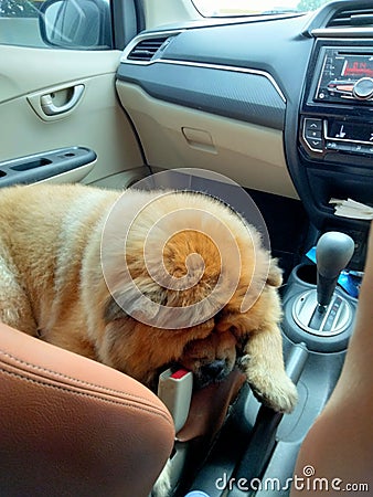 Sleeping Chowchow dog in car Stock Photo