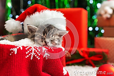 Sleeping Christmas Cat. Beautiful little tabby sleeping kitten, kitty, cat in red Santa Claus hat near Christmas gift boxes and Stock Photo