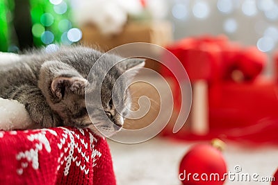 Sleeping Christmas kitten. Adorable little tabby sleeping kitten, kitty, cat on red knitted plaid under christmas tree with blurry Stock Photo