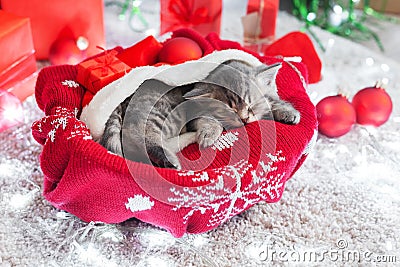 Sleeping Christmas kitten. Beautiful little tabby sleeping kitten, kitty cat on red knitted plaid under chrismas tree gifts at Stock Photo