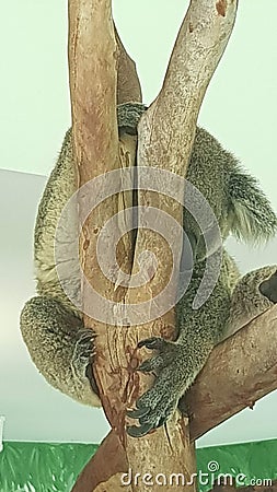 Sleeping coala bear on the tree Stock Photo