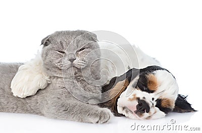 Sleeping Cocker Spaniel puppy hugs cat. isolated on white Stock Photo
