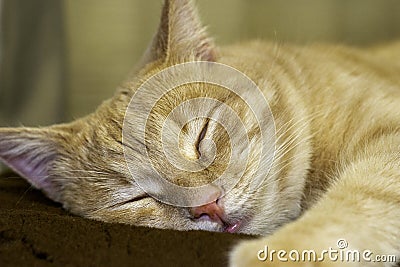 Sleeping on a couch red cat close up Stock Photo