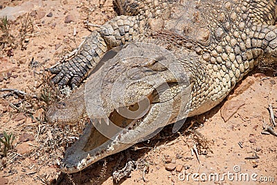 Sleeping Crocodile Stock Photo