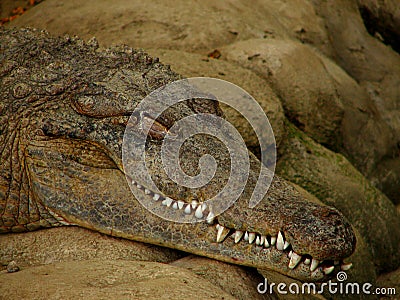 Sleeping Crocodile Stock Photo