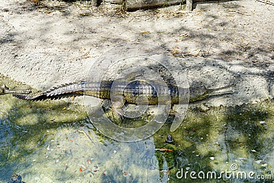 A sleeping crocodile Stock Photo