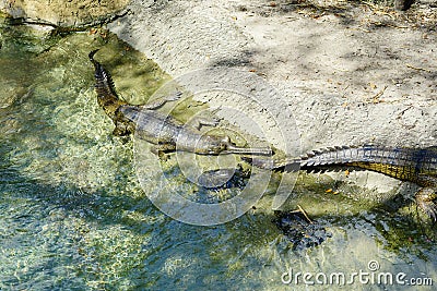 A sleeping crocodile Stock Photo