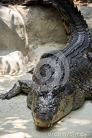 Sleeping crocodile Stock Photo